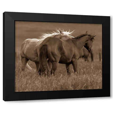 Horse Walk Black Modern Wood Framed Art Print by Linden, Sally