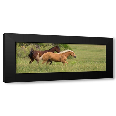 Horse Play Black Modern Wood Framed Art Print with Double Matting by Linden, Sally