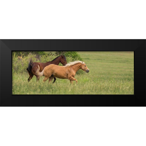 Horse Play Black Modern Wood Framed Art Print by Linden, Sally