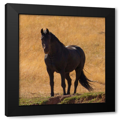 Black Beauty Black Modern Wood Framed Art Print by Linden, Sally