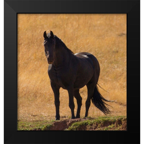 Black Beauty Black Modern Wood Framed Art Print by Linden, Sally