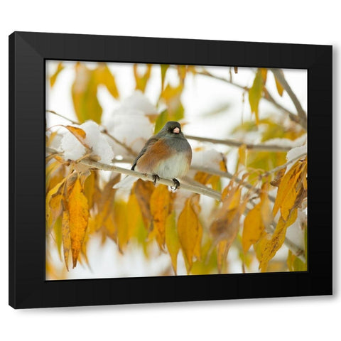 First Snow Black Modern Wood Framed Art Print by Linden, Sally