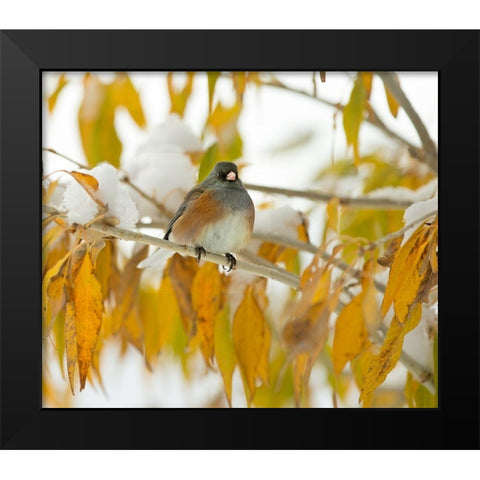 First Snow Black Modern Wood Framed Art Print by Linden, Sally