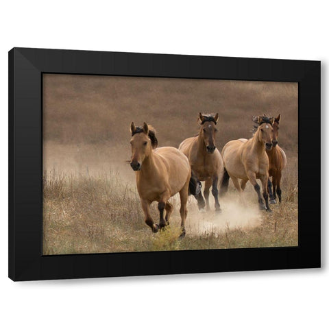 Wild Mares Black Modern Wood Framed Art Print by Linden, Sally