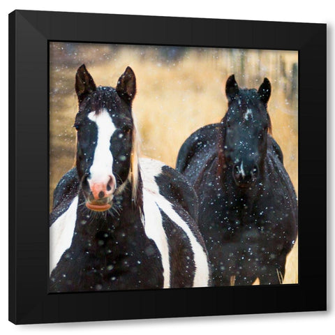 Snowy Horses 2 Black Modern Wood Framed Art Print with Double Matting by Linden, Sally