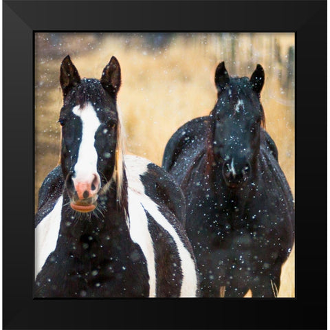 Snowy Horses 2 Black Modern Wood Framed Art Print by Linden, Sally