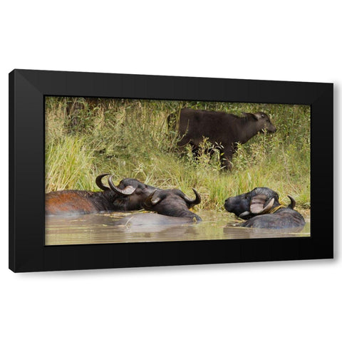 Water Buffalo Black Modern Wood Framed Art Print by Linden, Sally