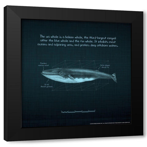 Whaleprint 3 Black Modern Wood Framed Art Print with Double Matting by Nobleworks, Inc.