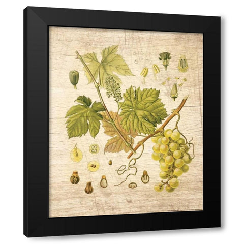 Grapevine 3 Black Modern Wood Framed Art Print with Double Matting by Nobleworks, Inc.
