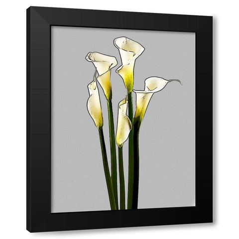 Calla  Black Modern Wood Framed Art Print by Segal, Alan