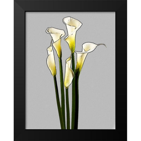 Calla  Black Modern Wood Framed Art Print by Segal, Alan