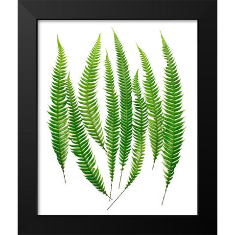 Ferns Black Modern Wood Framed Art Print by Rosenthal, Barry