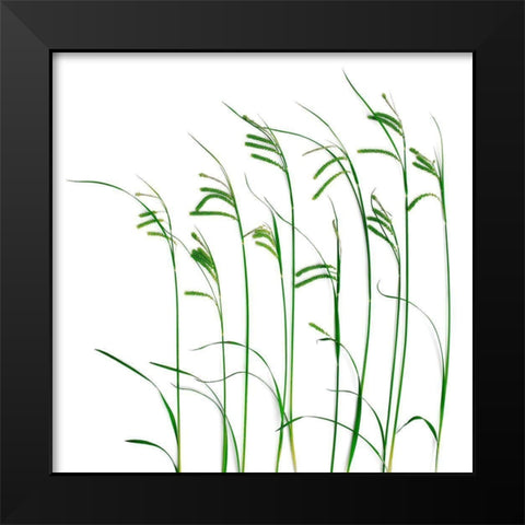 Flowing Grass Black Modern Wood Framed Art Print by Rosenthal, Barry