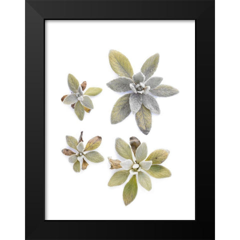 Lambs Ear Black Modern Wood Framed Art Print by Rosenthal, Barry