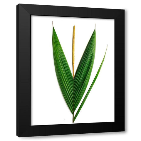 Palms-Costa Rica Black Modern Wood Framed Art Print by Rosenthal, Barry