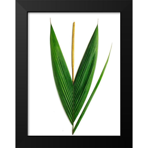 Palms-Costa Rica Black Modern Wood Framed Art Print by Rosenthal, Barry
