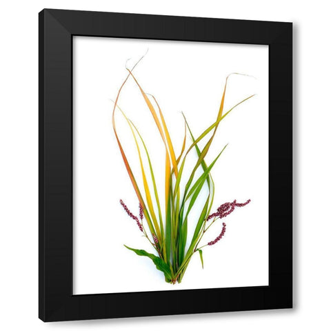Smart Weed Black Modern Wood Framed Art Print by Rosenthal, Barry