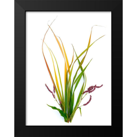 Smart Weed Black Modern Wood Framed Art Print by Rosenthal, Barry
