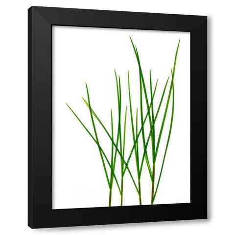 Grass-Vermont Black Modern Wood Framed Art Print by Rosenthal, Barry