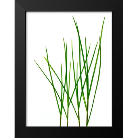 Grass-Vermont Black Modern Wood Framed Art Print by Rosenthal, Barry