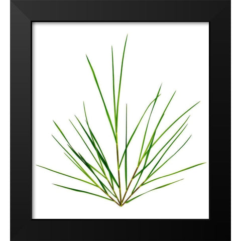Michigan Grass Black Modern Wood Framed Art Print by Rosenthal, Barry