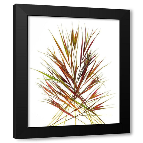 Japenese Grass Black Modern Wood Framed Art Print by Rosenthal, Barry