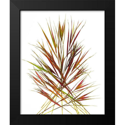 Japenese Grass Black Modern Wood Framed Art Print by Rosenthal, Barry