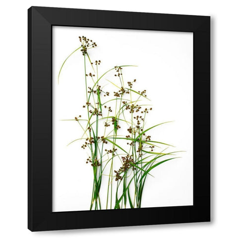 Sedge Black Modern Wood Framed Art Print with Double Matting by Rosenthal, Barry