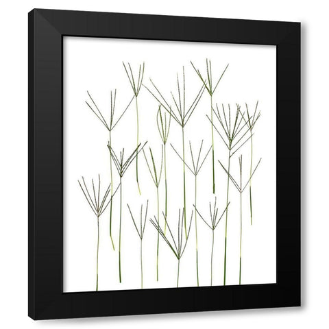 Bermuda Grass Black Modern Wood Framed Art Print by Rosenthal, Barry