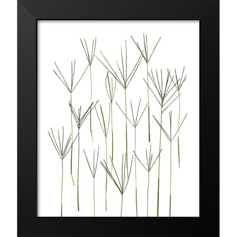 Bermuda Grass Black Modern Wood Framed Art Print by Rosenthal, Barry