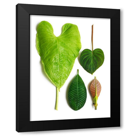 Cloud Forest Black Modern Wood Framed Art Print with Double Matting by Rosenthal, Barry