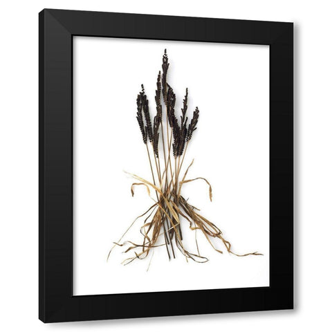 Fern And Grass Black Modern Wood Framed Art Print with Double Matting by Rosenthal, Barry