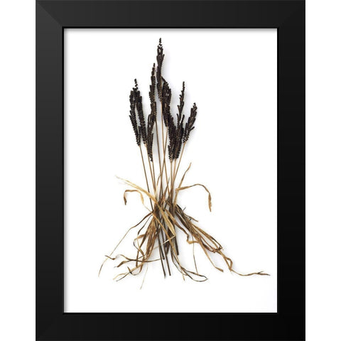 Fern And Grass Black Modern Wood Framed Art Print by Rosenthal, Barry