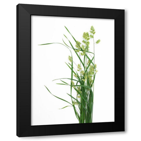 Grass Effort PA Black Modern Wood Framed Art Print by Rosenthal, Barry