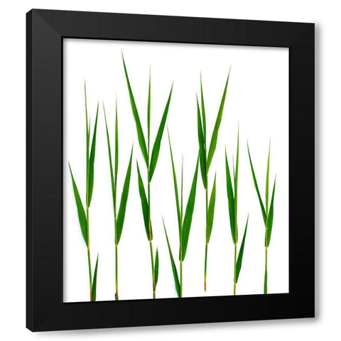 Grass Hillsdale Black Modern Wood Framed Art Print by Rosenthal, Barry