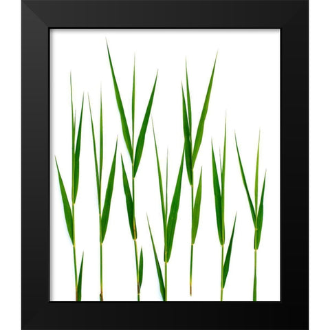 Grass Hillsdale Black Modern Wood Framed Art Print by Rosenthal, Barry