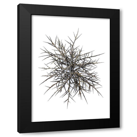 Thorns Black Modern Wood Framed Art Print by Rosenthal, Barry