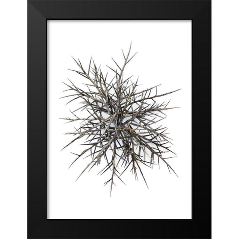 Thorns Black Modern Wood Framed Art Print by Rosenthal, Barry