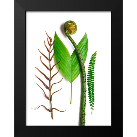 Ferns And Palms Black Modern Wood Framed Art Print by Rosenthal, Barry