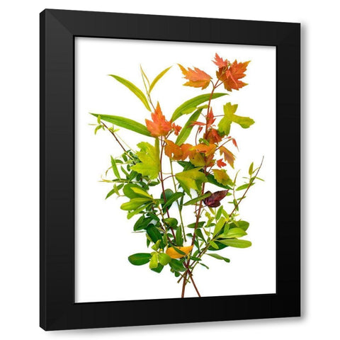 Maple Black Modern Wood Framed Art Print by Rosenthal, Barry