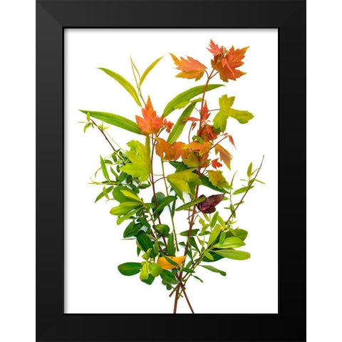 Maple Black Modern Wood Framed Art Print by Rosenthal, Barry