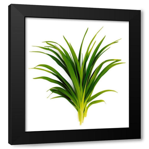 Sedge Bedford Black Modern Wood Framed Art Print by Rosenthal, Barry