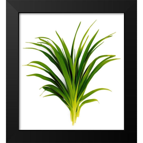 Sedge Bedford Black Modern Wood Framed Art Print by Rosenthal, Barry