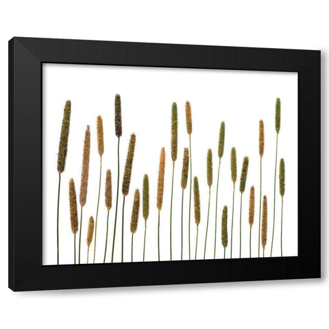 Timothy Black Modern Wood Framed Art Print by Rosenthal, Barry