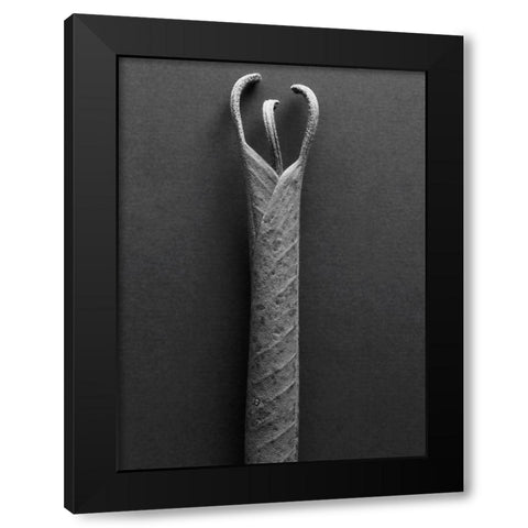 Mountain Leaves 2 Black Modern Wood Framed Art Print by Rosenthal, Barry