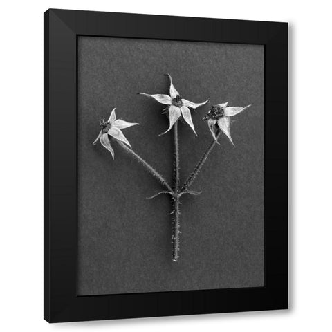 Rose Hips Black Modern Wood Framed Art Print by Rosenthal, Barry