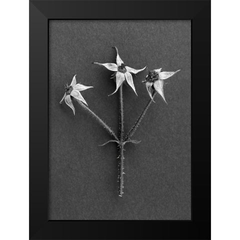 Rose Hips Black Modern Wood Framed Art Print by Rosenthal, Barry