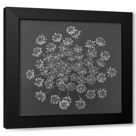 Dill Top View Black Modern Wood Framed Art Print by Rosenthal, Barry