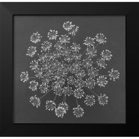 Dill Top View Black Modern Wood Framed Art Print by Rosenthal, Barry