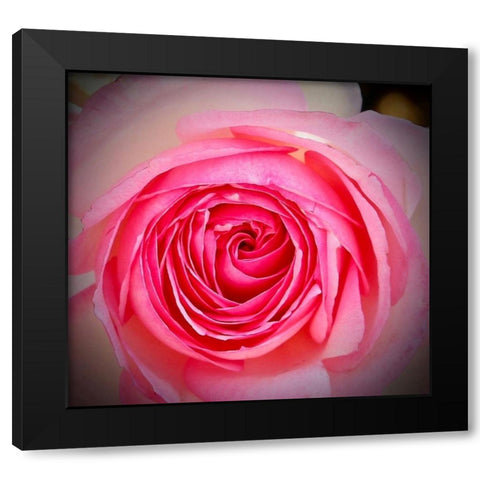Monecito Rose Black Modern Wood Framed Art Print by Vizvary, Susan